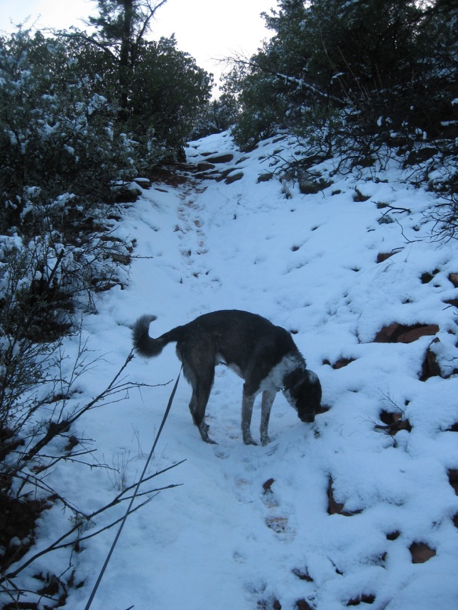 Bongo Sniffing on the Snow Trail
