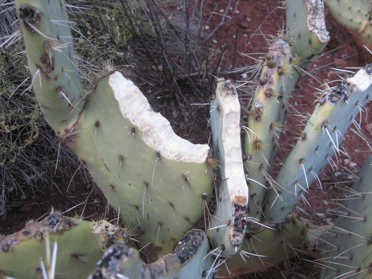 Картинки по запросу bitten cactus