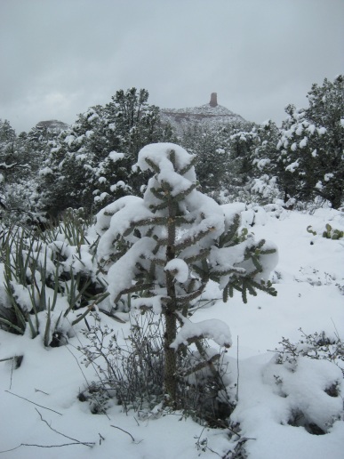 Cactus in Snow