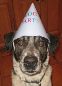 Bongo with Dog Party Hat