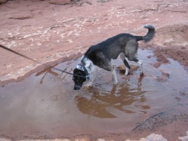 Bongo wading in the puddle