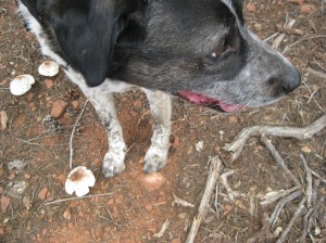 Bongo standing near mushrooms