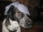 Bongo looking cool with his Detective Dog hat on