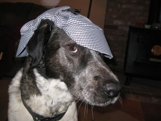 Bongo looking cool with his Detective Dog hat on