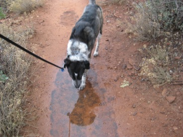 Bongo in a Puddle on the Trail