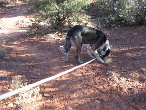 Bongo with his leash across the trail