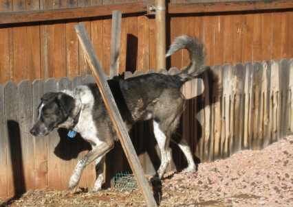 Bongo running along the fence