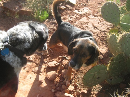 Bongo and Moe on the trail