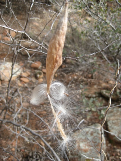 Seed pod letting out fairy seeds