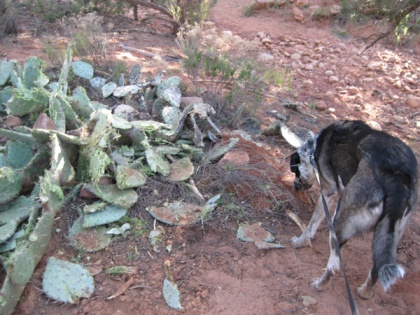 Bongo checking a gopher hole near the destroyed cactus