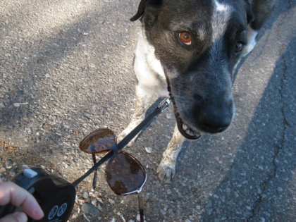 Sunglasses hanging on Bongo's leash