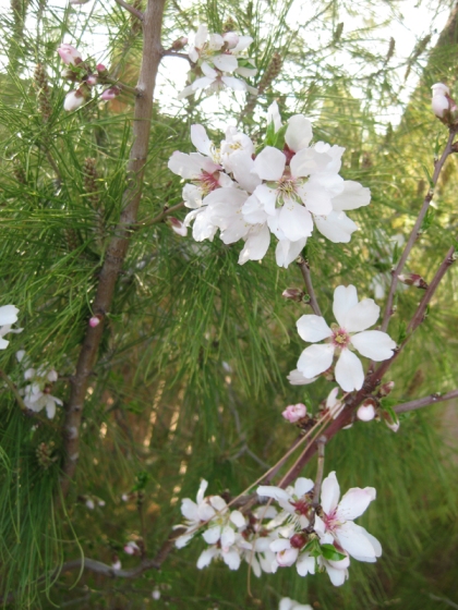 White blossoms and pines