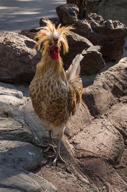 Chicken with wild head feathers