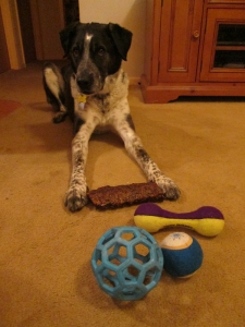 Bongo with his new toys