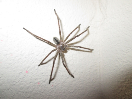Large spider on a wall