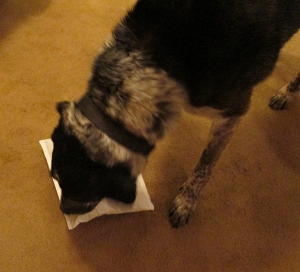 Bongo sniffing a package