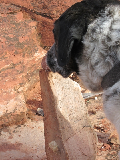 Bongo sniffing a rock