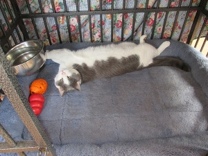 Gizmo stretched out in Bongo's kennel