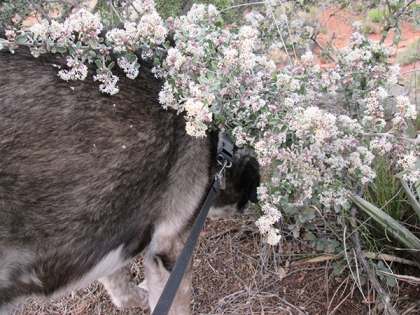 Bongo eating weeds under the bush of white flowers