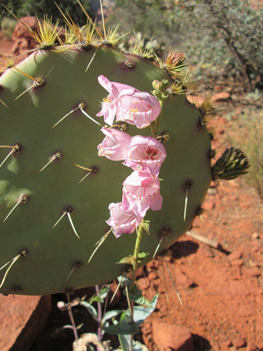 Pink flowers next to a prickly pear cactus