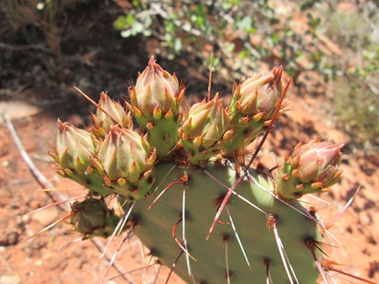 Prickly pear cactus with buds