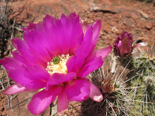 Hedgehog cactus blossom