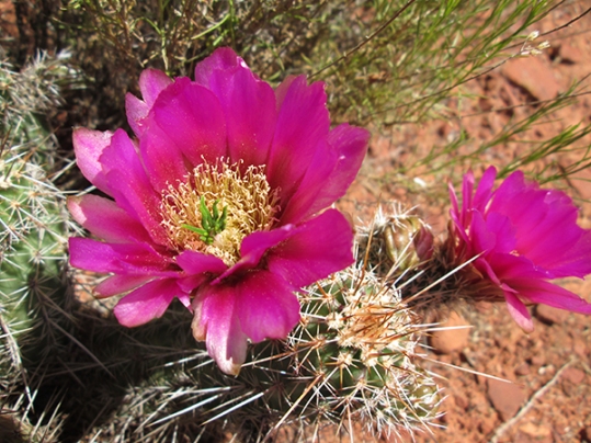 Hedgehog cactus blossoms