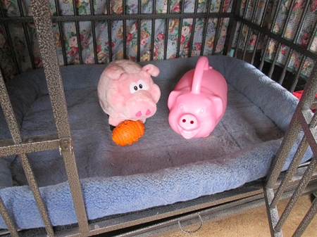 Pigs in kennel with open door